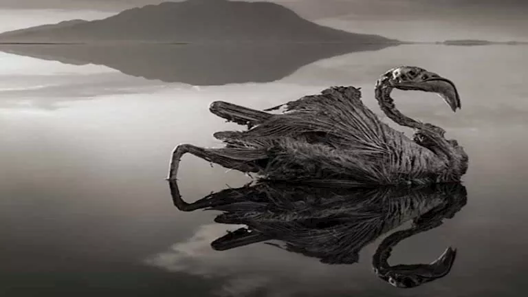 أسرار بحيرة "ناترون" التي تحول الحيوانات إلى تماثيل (صور) 