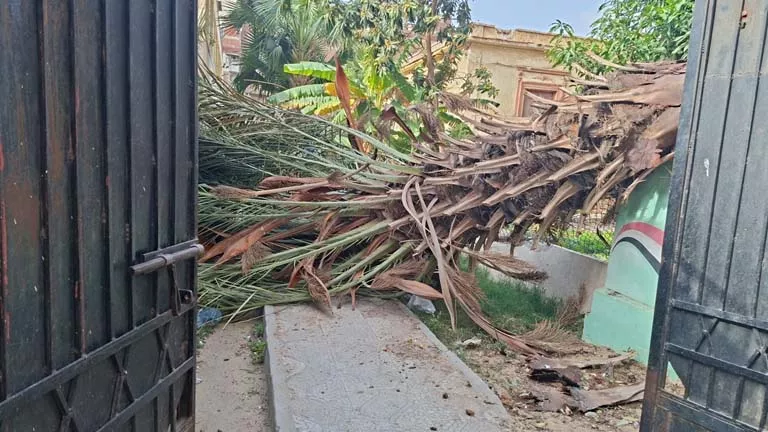 الرياح تقتلع نخلة داخل مبنى تعليمي بوسط الإسكندرية
