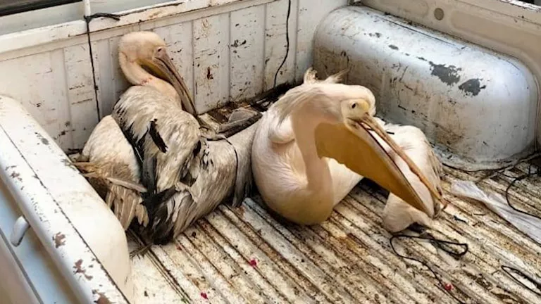 مصادرة بجعتين من محل أسماك بالزقازيق