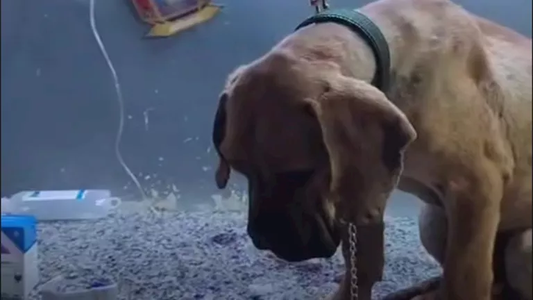 هل تعرض "كلب السويس" لفعل غير أخلاقي؟.. الطبيب المعالج يحسم الجدل 