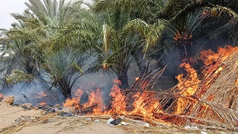 حريق هائل يلتهم مزارع “عين ياسين” بالوادي الجديد