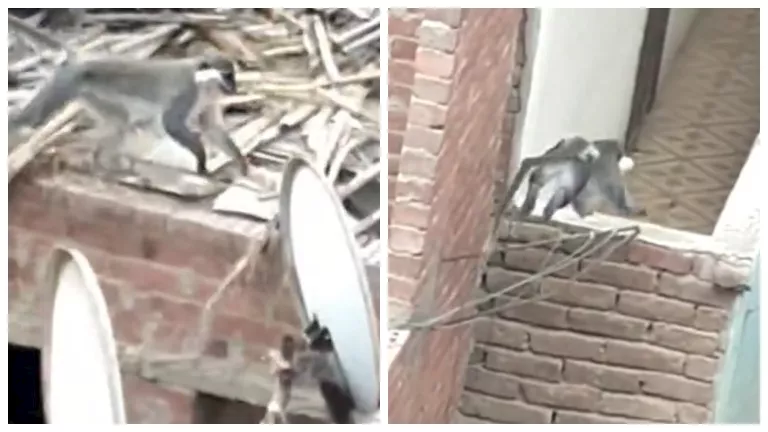 مصر – قرود تظهر على أسطح منازل قرية زنقلون بالشرقية