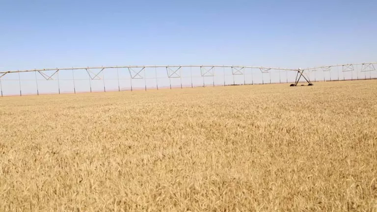 انطلاقة قوية لموسم توريد القمح بسوهاج.. 298 طنًا في اليوم الأول