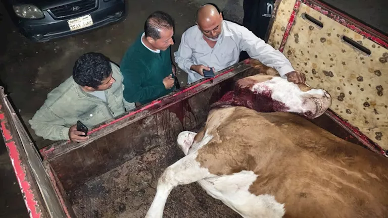 كشف تفاصيل ضبط ذبائح مخالفة للاشتراطات الصحية في المنوفية