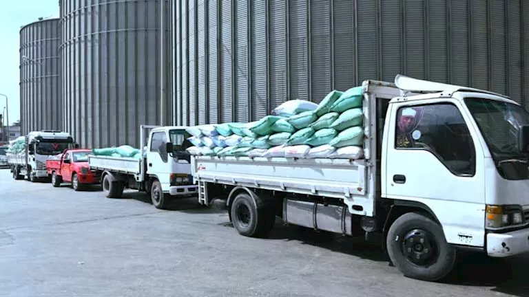 مصر – محافظ البحيرة يتابع توريد القمح للصوامع ويؤكد سرعة الإجراءات