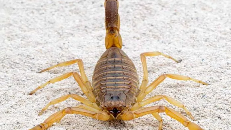 مصر – لدغات العقرب تضرب الفرافرة وتصيب كبار السن والشباب