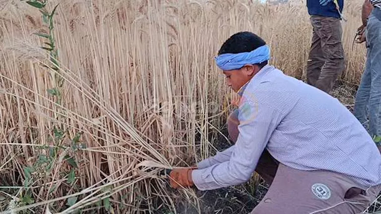 انطلاق حصاد القمح في المنيا بإنتاجية متباينة بسبب الطقس
