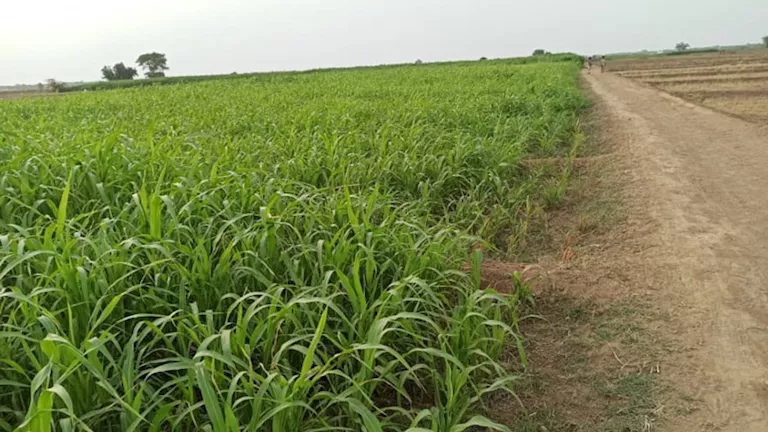 مصر – تحذير من التقلبات الجوية تهدد المحاصيل في «الثلث الجامح»