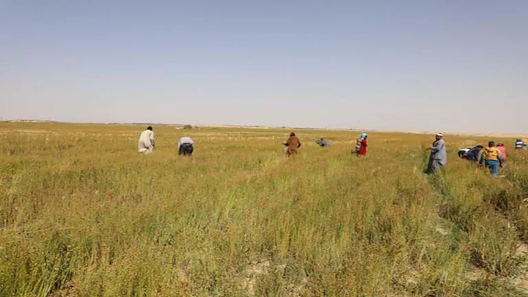 بالصور- لمنيا تنجح في زراعة الكتان.. 600 فدان تحول الصحراء إلى واحة خضراء- صور 