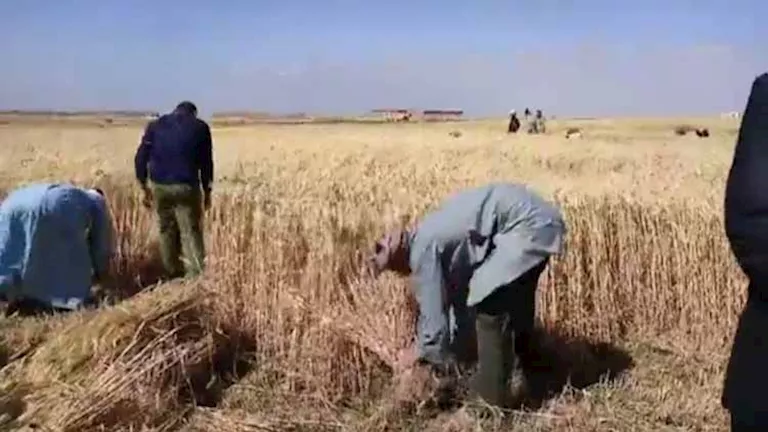 مصر – توريد 39 ألف طن قمح بالفيوم حتى الآن.. ومستجدات الموسم