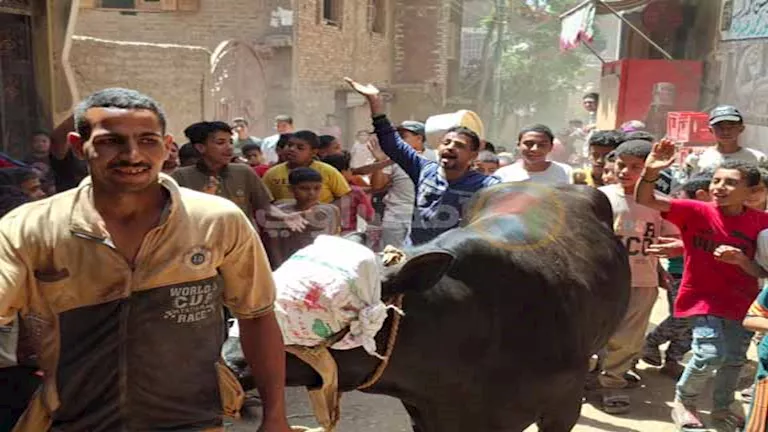 مصر – شباب وأطفال يحتفلون بذبح زفة العجل بسوهاج مصر – شباب وأطفال يحتفلون بذبح زفة العجل بسوهاج