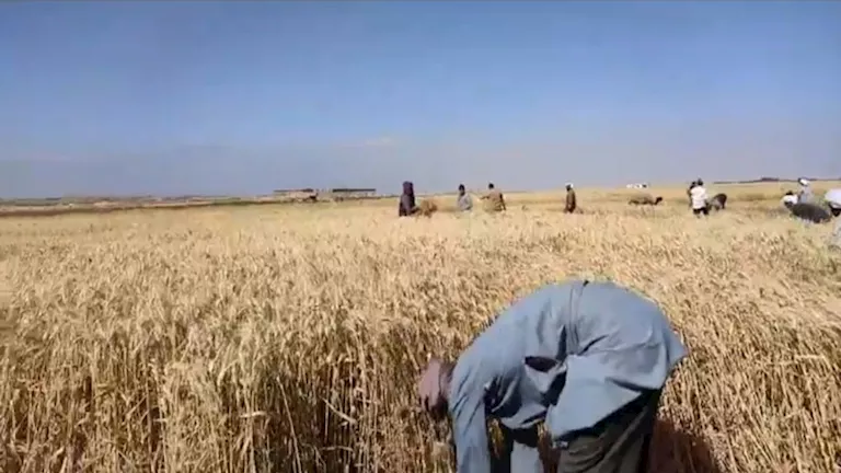 مصر – توريد 78 ألف طن قمح محلي بالفيوم منذ بداية الموسم (صور)