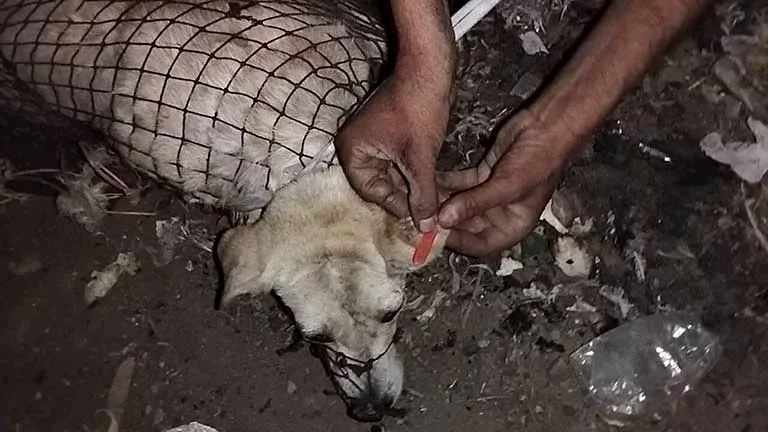 حملات مفاجئة على جمعيات الرفق بالحيوان