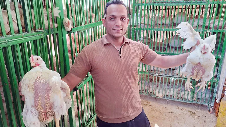 هل تأثرت الأسواق؟.. بائع دواجن بسوهاج يكشف حقيقة حقن الفراخ بهرمونات