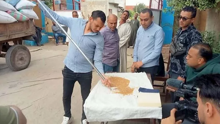 مصر – حصاد 2026.. توريد أكثر من 89 ألف طن قمح ببني سويف (صور)