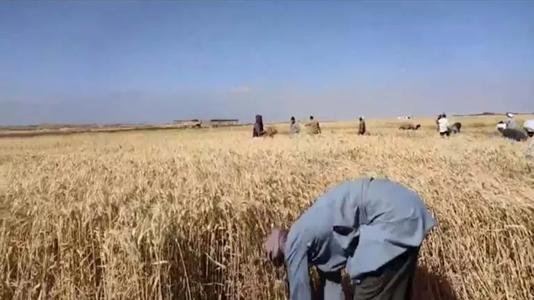 طفرة في توريد القمح بالفيوم.. وصول الكميات إلى 98 ألف طن