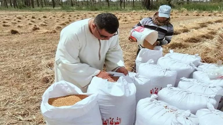 مصر – الفيوم تواصل توريد القمح.. أكثر من 255 ألف طن حتى الآن مصر – الفيوم تواصل توريد القمح.. أكثر من 255 ألف طن حتى الآن