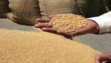 نقيب الفلاحين: أسعار توريد القمح والبنجر المقترحة غير مرضية