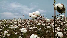 الجريدة الرسمية تنشر ضوابط جديدة لإنتاج تقاوي القطن المصري