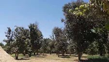 الزراعة تزف بشرى لمزارعي المانجو والزيتون.. تفاصيل