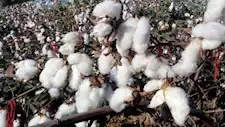قرار مهم من الزراعة بشأن متابعة محصول القطن في 14 محافظة
