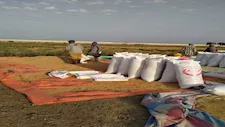 رئيس بحوث الأرز: لا ممارسات احتكارية و30% من المحصول في الطريق للحصاد