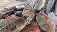 أسعار الأسماك والمأكولات البحرية في سوق العبور اليوم.. انخفاض البلطي