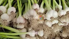 الحجر الزراعي: 40 ألف طن صادرات مصرية من الثوم حتى الآن