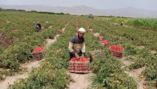 أستاذ موارد مائية: الاكتفاء الذاتي الكامل أقرب للخيال والأمن الغذائي هو الحل