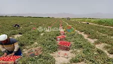 "إعلام الوزارء" يكشف حقيقة رش الطماطم بمادة تسبب الفشل الكلوي
