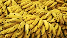 الزراعة تكشف حقيقة زيادة وزن الموز بعد الحصاد بنسبة 80% - (فيديو)