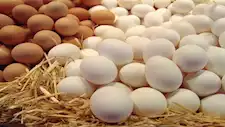 انخفاض أسعار البيض اليوم الجمعة بالأسواق (موقع رسمي)