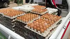 أسعار البيض اليوم الجمعة بالأسواق (موقع رسمي)