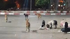 الزراعة توضح آلية التعامل مع كلاب الشوارع
