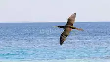دون طعام أو نوم.. كيف تسافر الطيور المهاجرة لأيام دون توقف