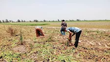 وزير الزراعة يعلن ضوابط جديدة لزراعة البنجر.. ومنع المحصول في هذه المحافظة