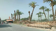 "قطع ممنهج للأشجار".. بلاغ للنائب العام يطالب بالتحقيق في وقائع بعدة محافظات