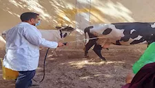 4 مليون جرعة.. الخدمات البيطرية: جهود مكثفة لتحصين المواشي ضد الحمى القلاعية