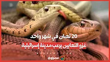20 ثعبان في شهر واحد.. غزو الثعابين يرعب مدينة إسرائيلية