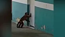 واقعة غريبة في البرازيل.. قرد يرعب السكان ويهاجمهم بسكين (فيديو وصور)