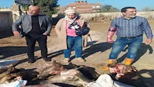 أحشاء ولحمة رأس.. ضبط كمية لحوم لحوم فاسدة في حملة ببنها