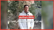 بـ3500 جنيه الكيلو.. كيف تزرع ليمون الكافيار الأغلى في مصر؟