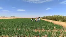 "بحوث الصحراء" يختتم سلسلة حقلية لدعم الزراعة المستدامة في توشكى والوادي 