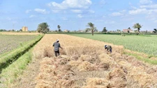 موسم حصاد ناجح.. الفيوم تواصل استقبال كميات ضخمة من القمح المحلي