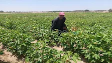 لأول مرة.. نجاح زراعة القطن في صحراء جنوب سيناء بجودة عالية