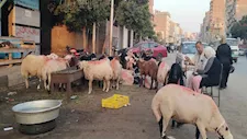 ما هي علامات قبول الأضحية؟.. أمين الفتوى يوضح