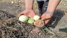حرارة أغسطس تتلف محصول اللب بكفر الشيخ.. والزراعة تتحرك (صور)