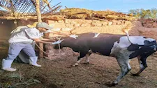 تحصين الماشية ضد السلالة الجديدة من الحمى القلاعية بالوادي الجديد