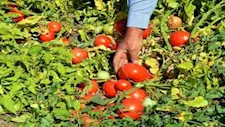 بسبب التغيرات المناخية.. الزراعة تتحرك لحماية 60 ألف فدان طماطم بالصعيد من آفة توتا أبسليوتا