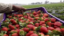 "الزراعة" تعلن فتح السوق الأوزبكي أمام صادرات مصر من الفراولة الطازجة